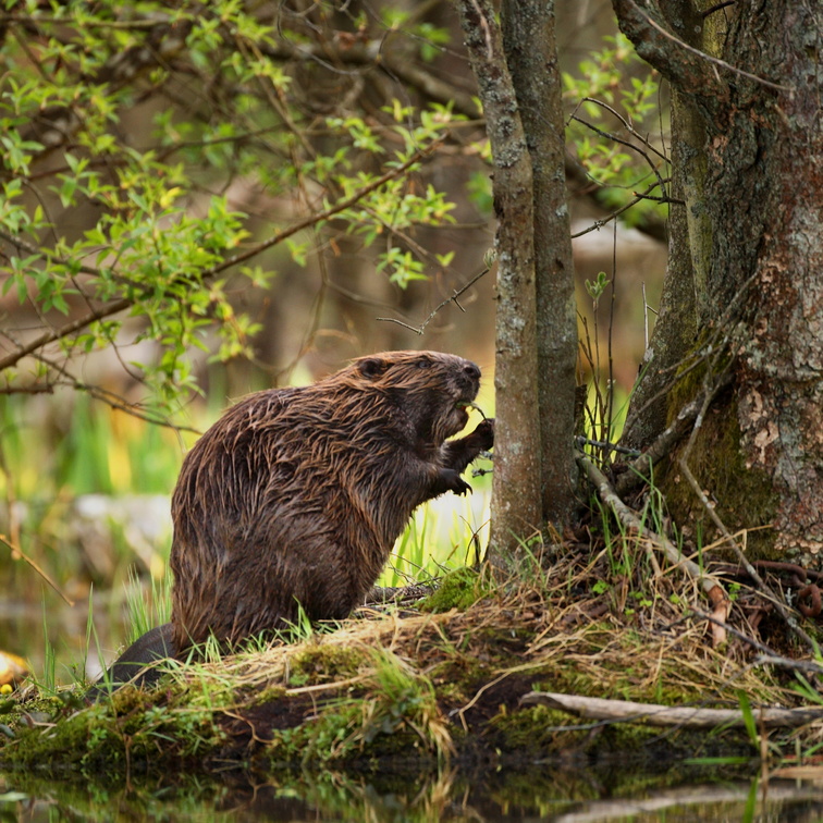 Canadian Beavers