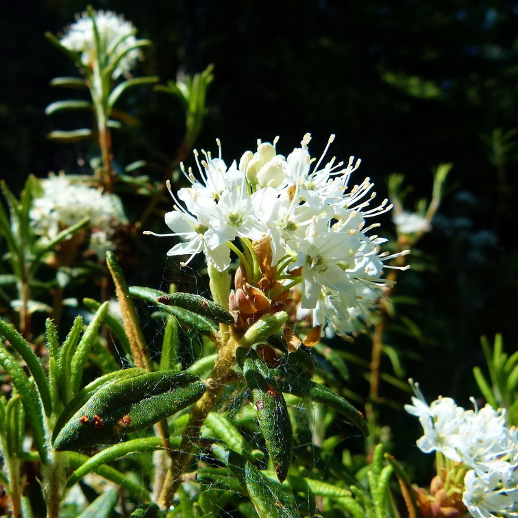 ABMI Rhododendron groenlandicum Common Labrador Tea