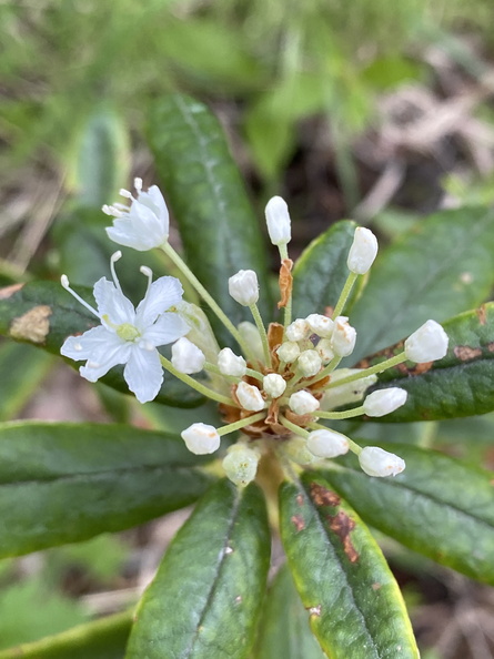 ABMI Rhododendron groenlandicum Common Labrador Tea